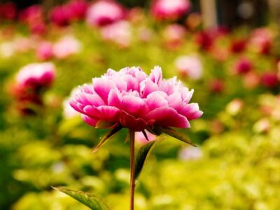 The Self-Compassionate Caregiver Image